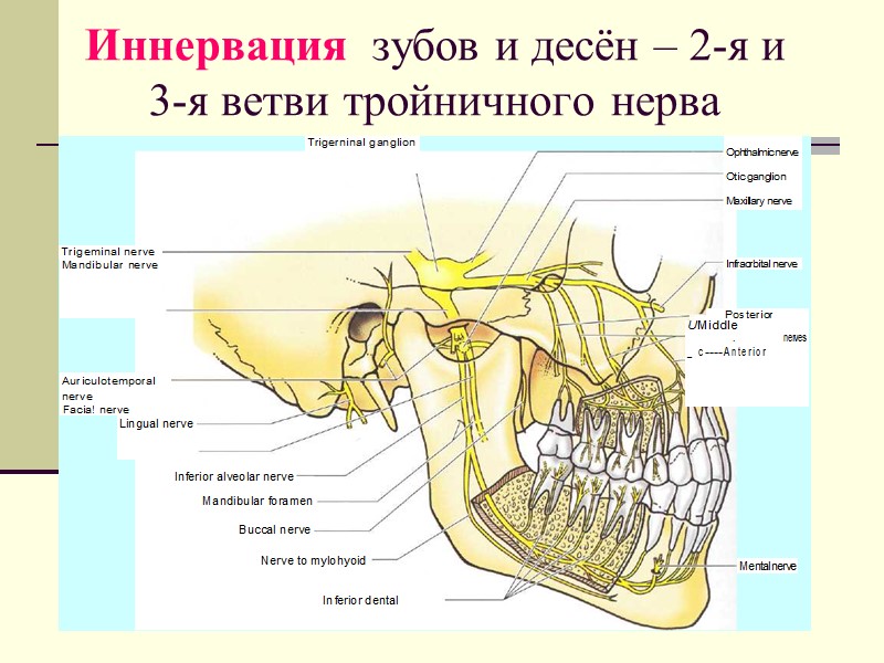 Иннервация  зубов и десён – 2-я и 3-я ветви тройничного нерва